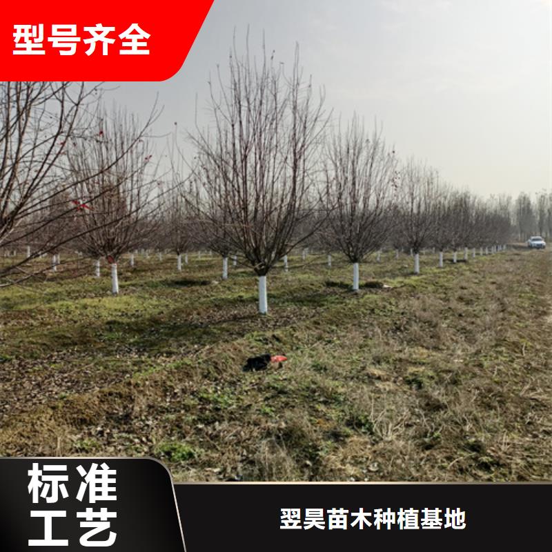 优惠的法桐行情实力厂家