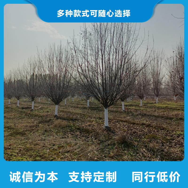 法桐小苗厂家