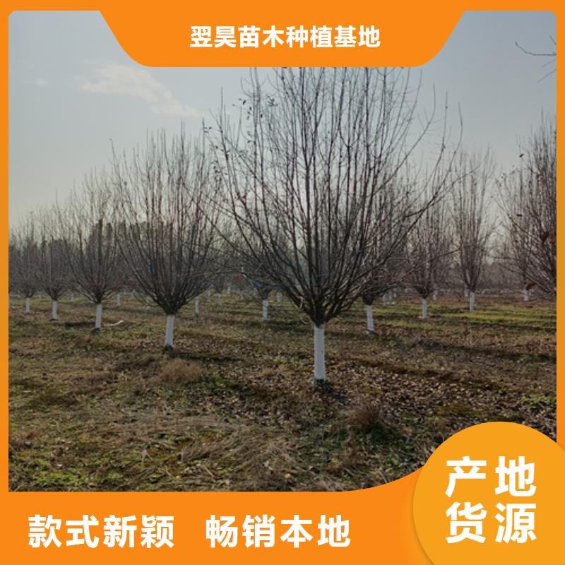 造型法桐厂家-规格全