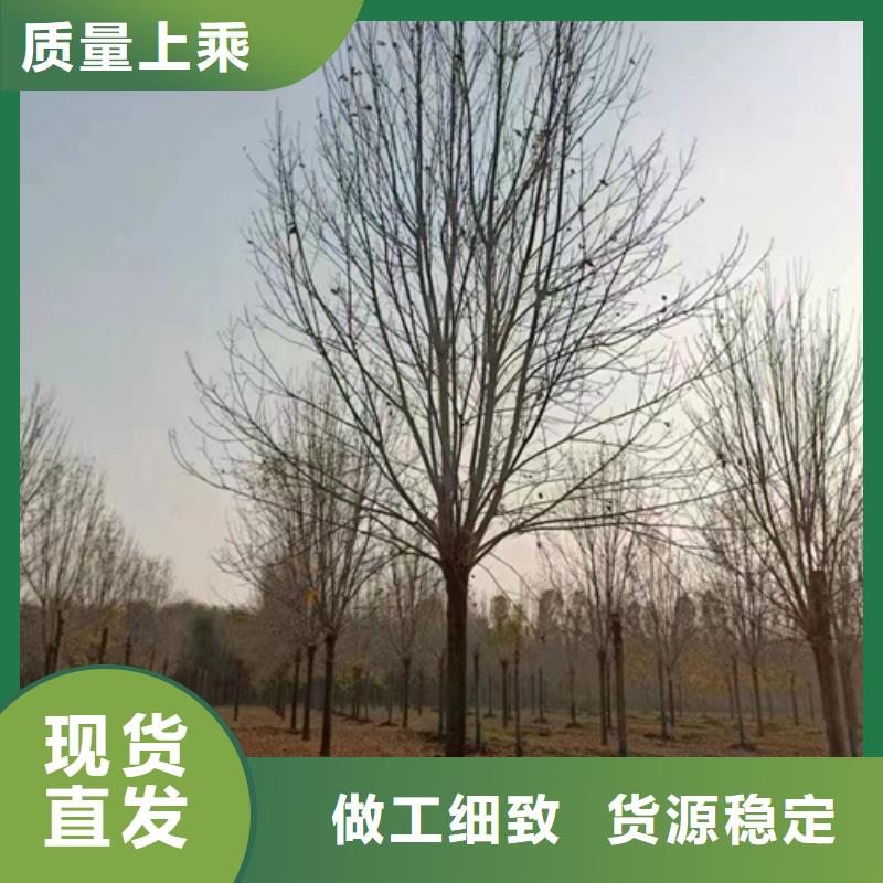 法桐行情经销商