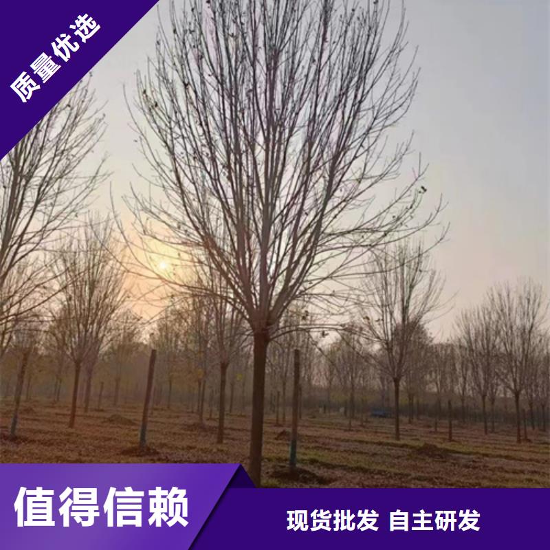 法桐小苗质保一年