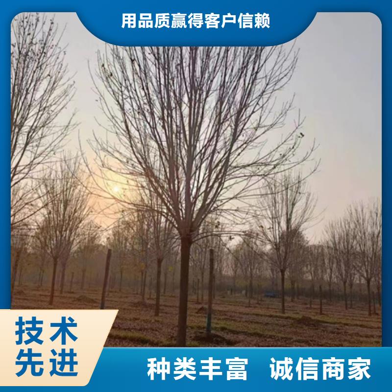 质量可靠的法桐行情厂家