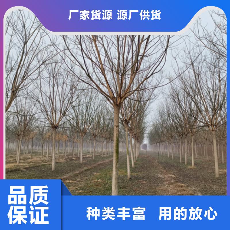 法桐小苗畅销全国绿化乔木