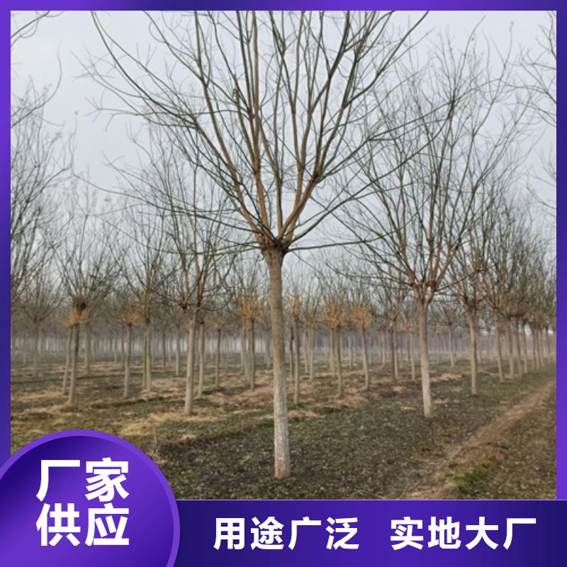 靠谱的法桐行情公司