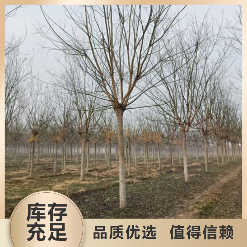 法桐黄金槐种类丰富
