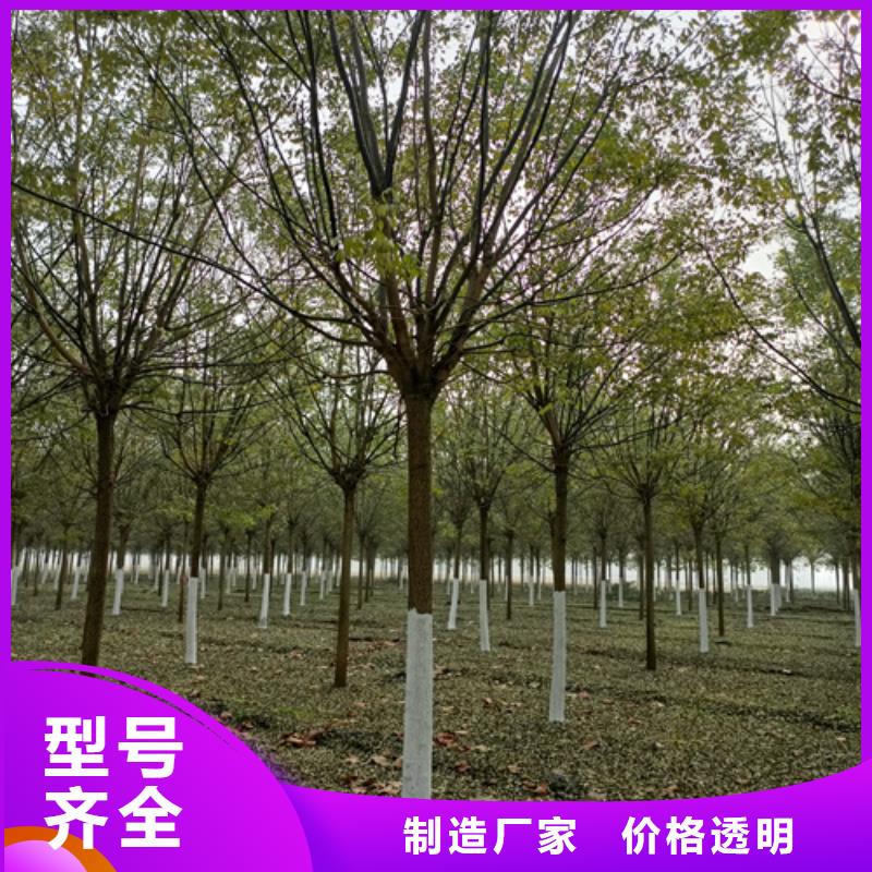 优选：速生法桐品牌厂家