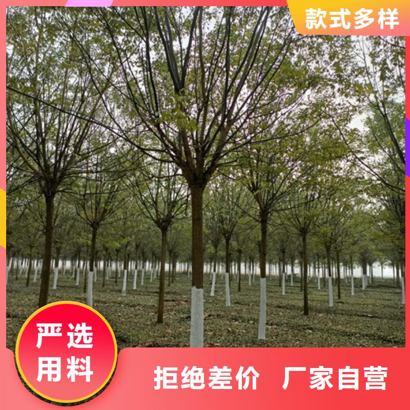 法桐小苗生产厂家质量过硬