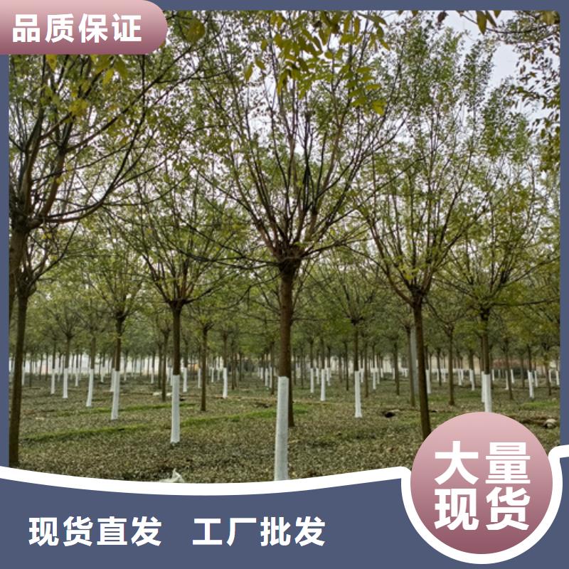 法桐种植基地绿化乔木