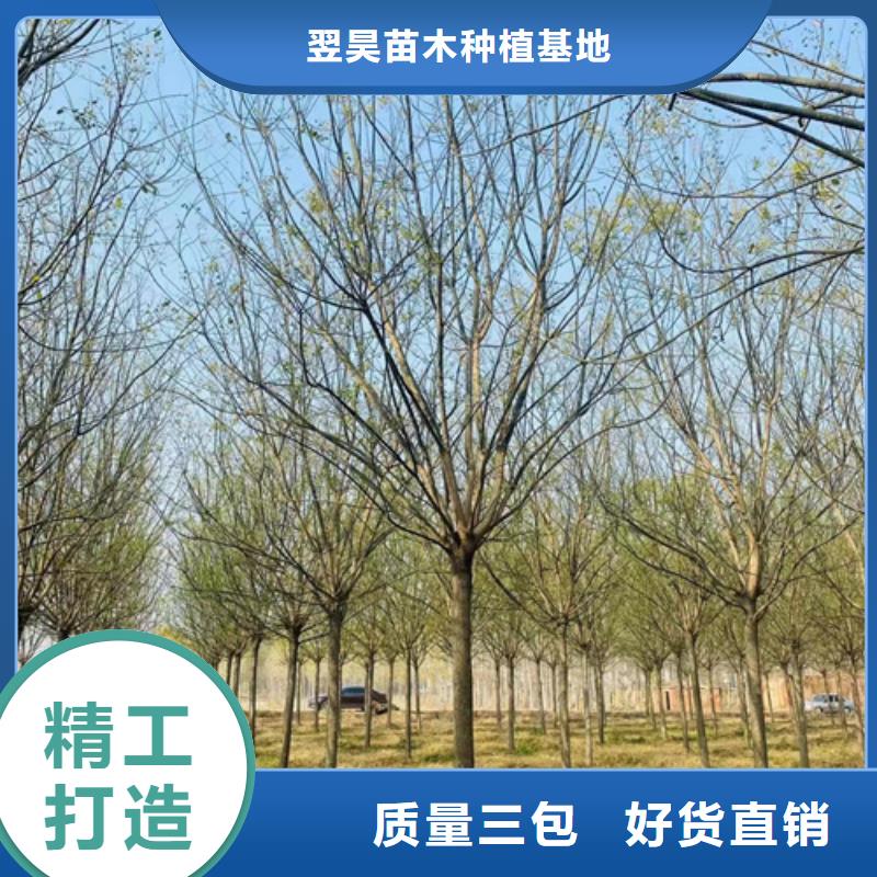 法桐批发零售-定做