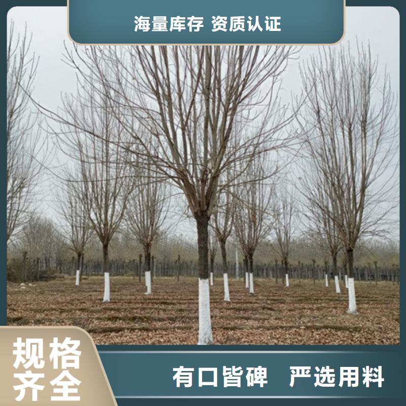 速生法桐现货供应绿化乔木