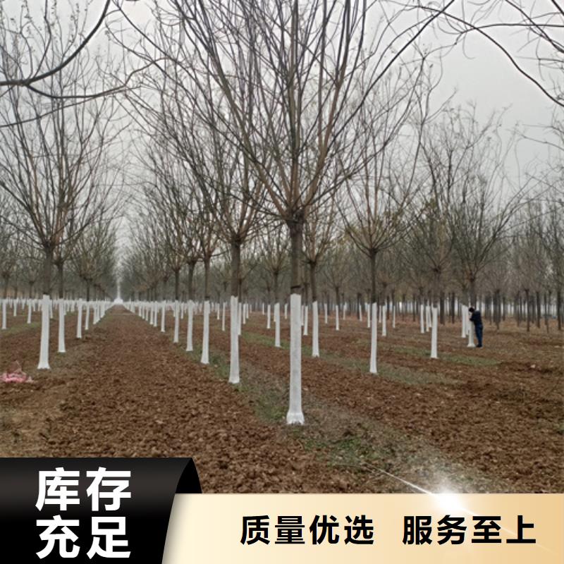 法桐_精益求精