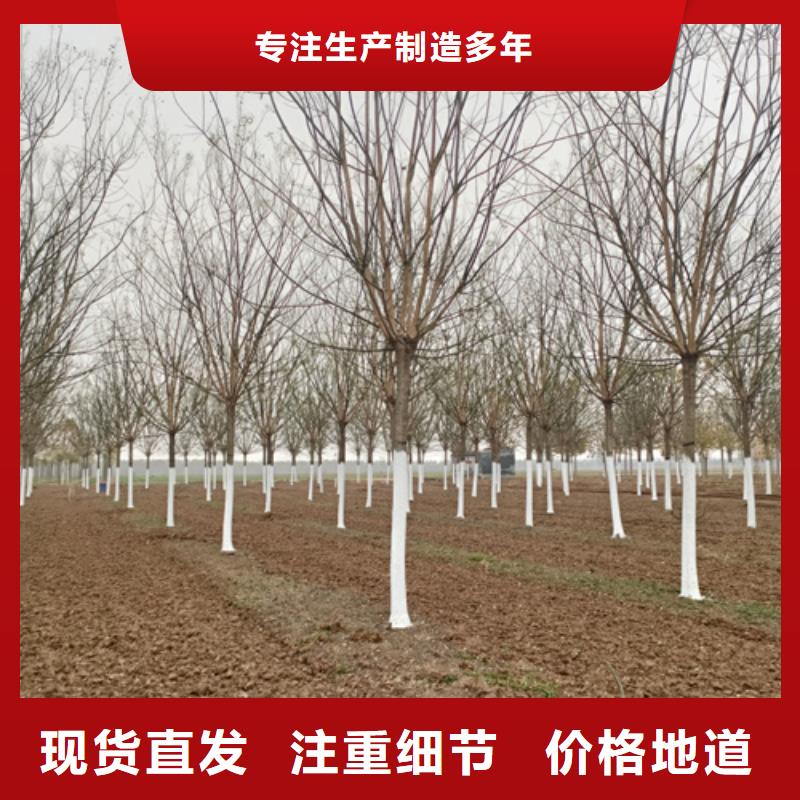 法桐价格承诺守信绿化苗木