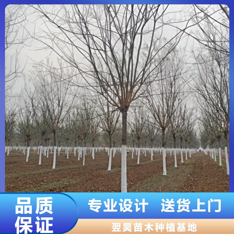 厂家直销造型法桐厂家