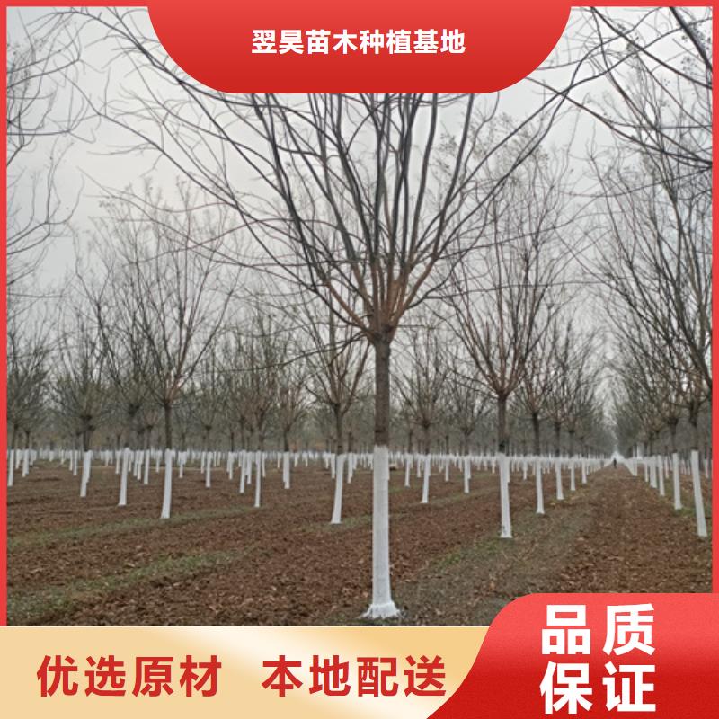 造型法桐基地绿化乔木