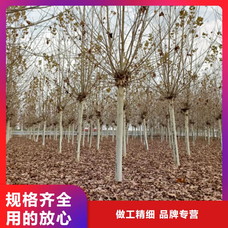 法桐小苗全网价