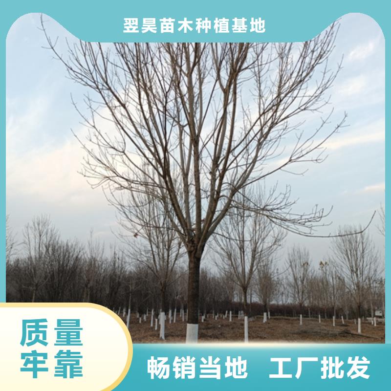 造型法桐专业厂家直销