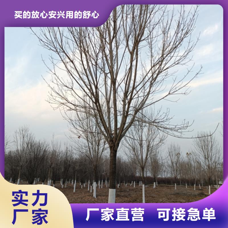 常年供应速生法桐-报量