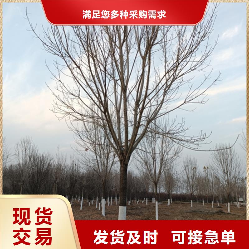 造型法桐_精益求精