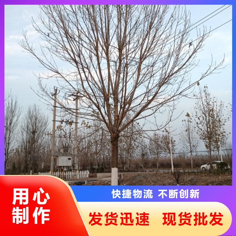 法桐价格放心选择绿化乔木