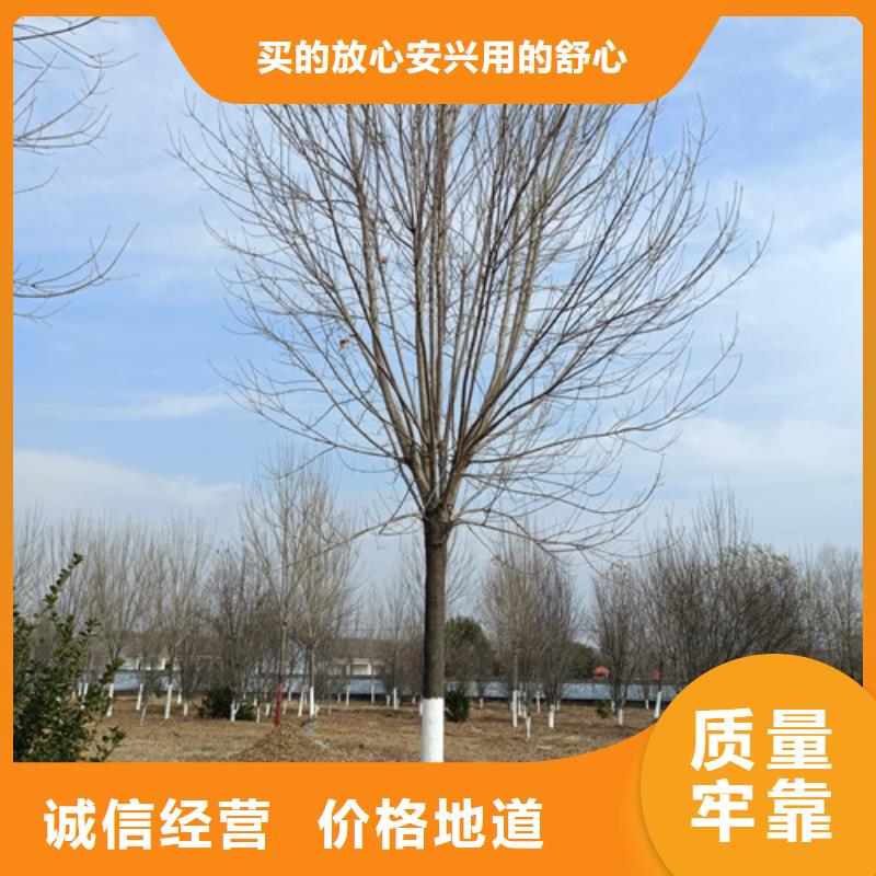 法桐,北京栾规格齐全实力厂家