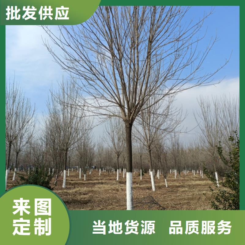 法桐质量放心绿化乔木