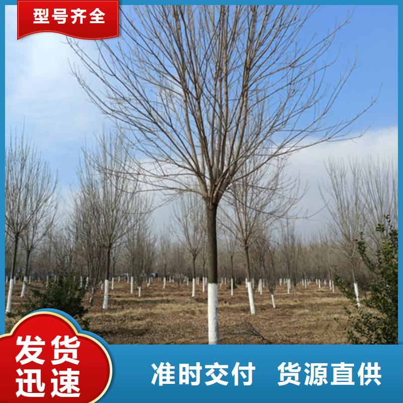 法桐美国红枫懂您所需