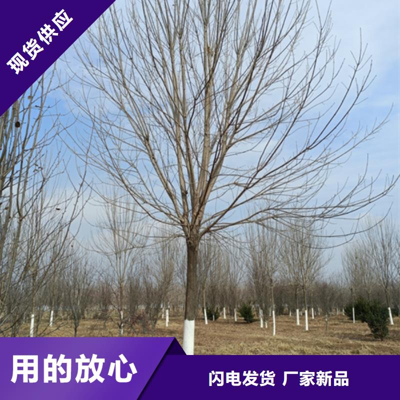 法桐小苗全网价