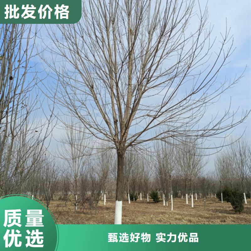 法桐小苗质保一年