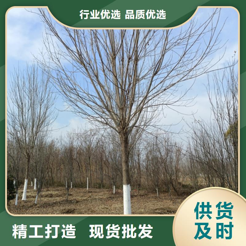 造型法桐厂家热销