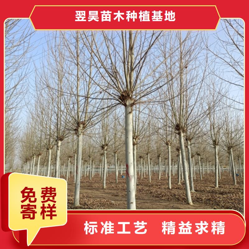【法桐】_美国红枫品质服务诚信为本