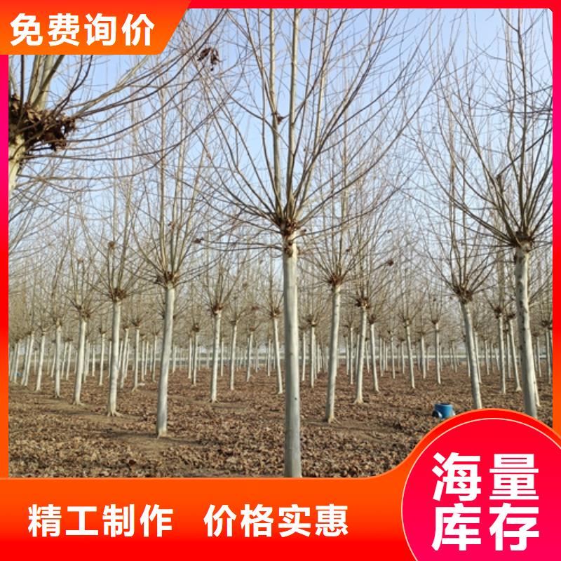 造型法桐种植基地绿化乔木