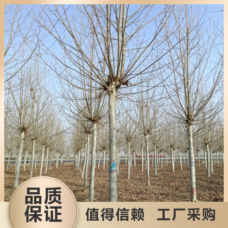 法桐行情厂家-合作共赢