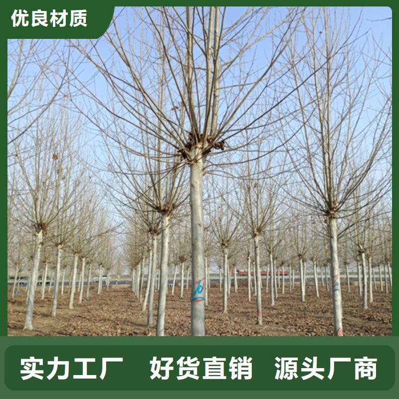 质量优的速生法桐生产厂家