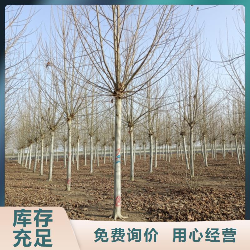 重信誉速生法桐厂家直销