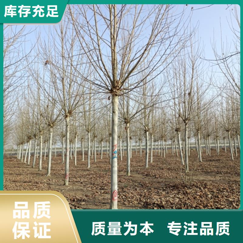 法桐-原生冠法桐现货满足大量采购