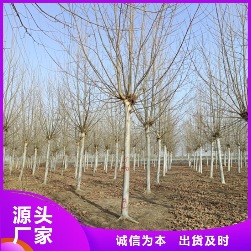 法桐放心选择绿化乔木