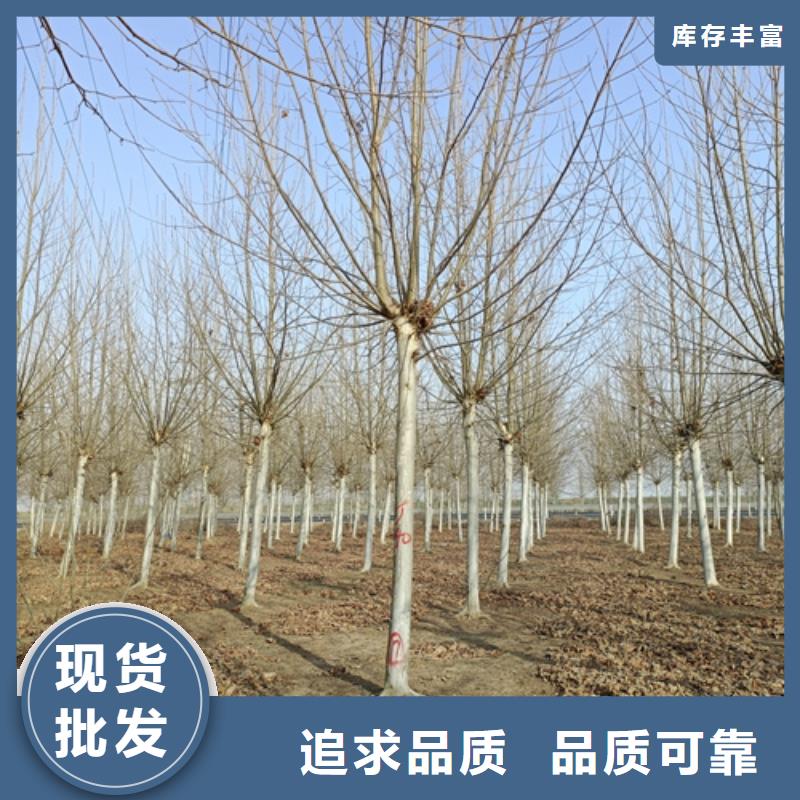 法桐、法桐厂家-欢迎新老客户来电咨询