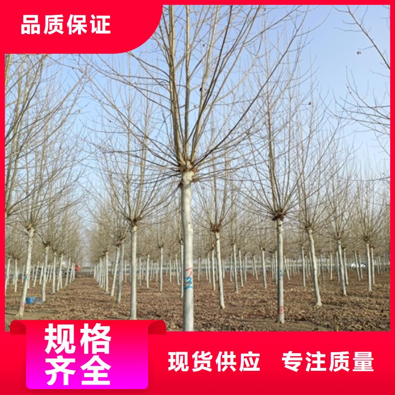 法桐小苗欢迎电询苗木基地