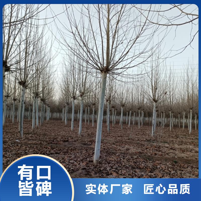 常年供应速生法桐-报量