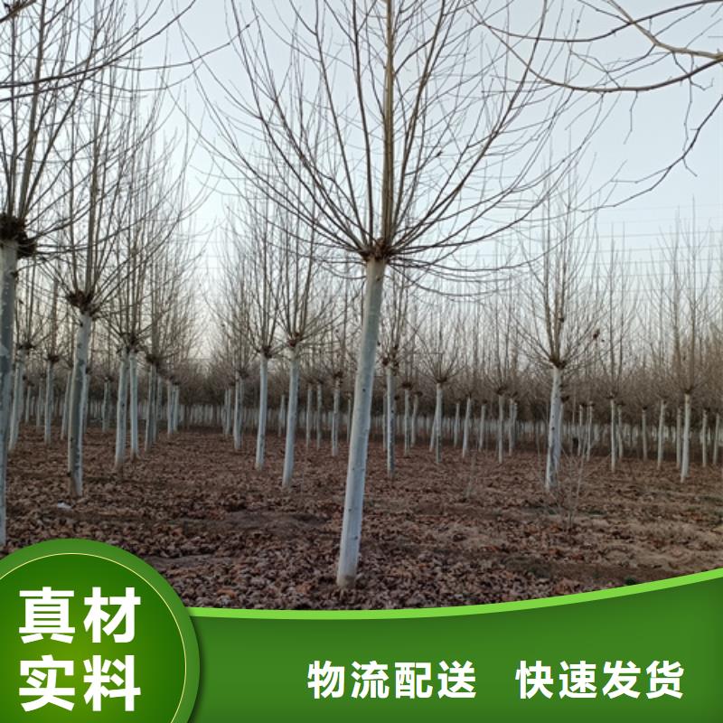 速生法桐-速生法桐按需定制