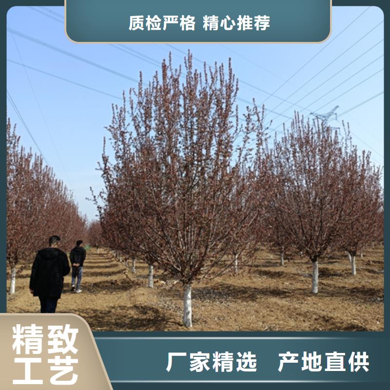 法桐报价