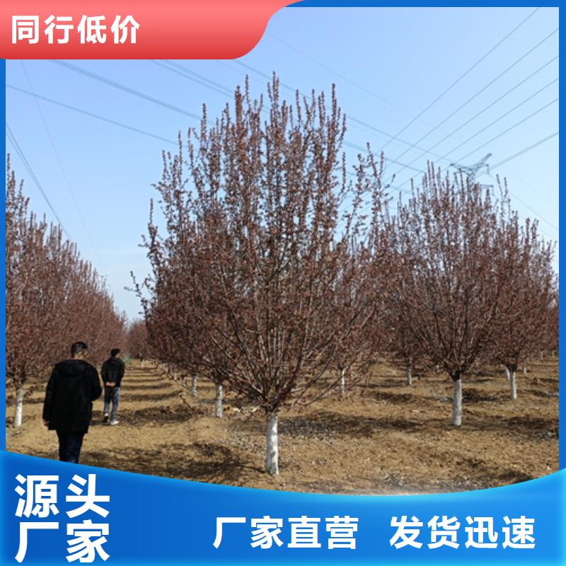造型法桐价格实在