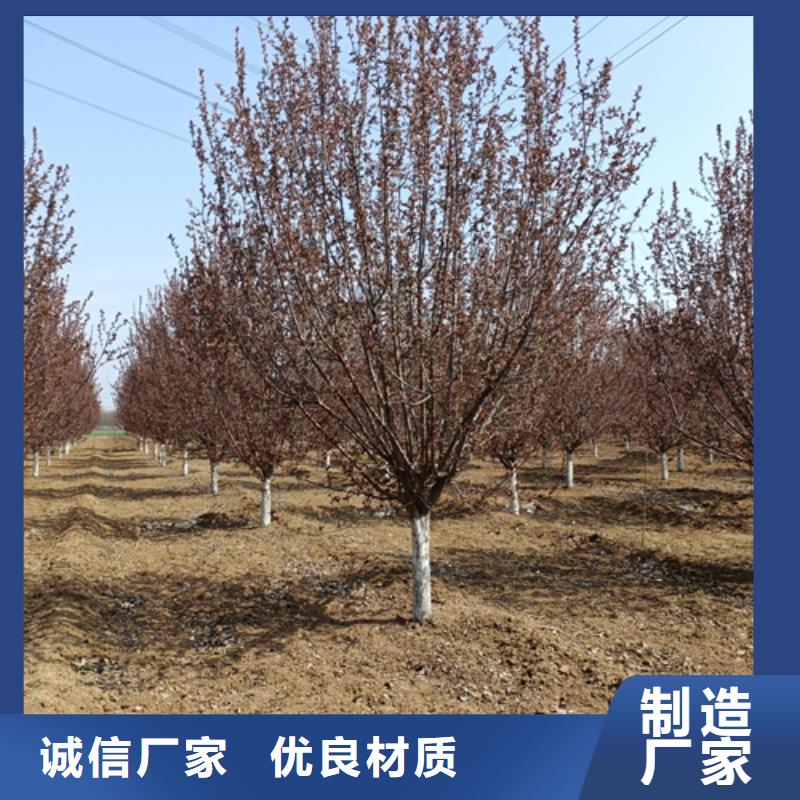 优惠的法桐行情实力厂家