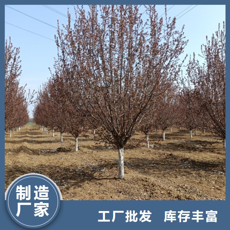 速生法桐薄利多销