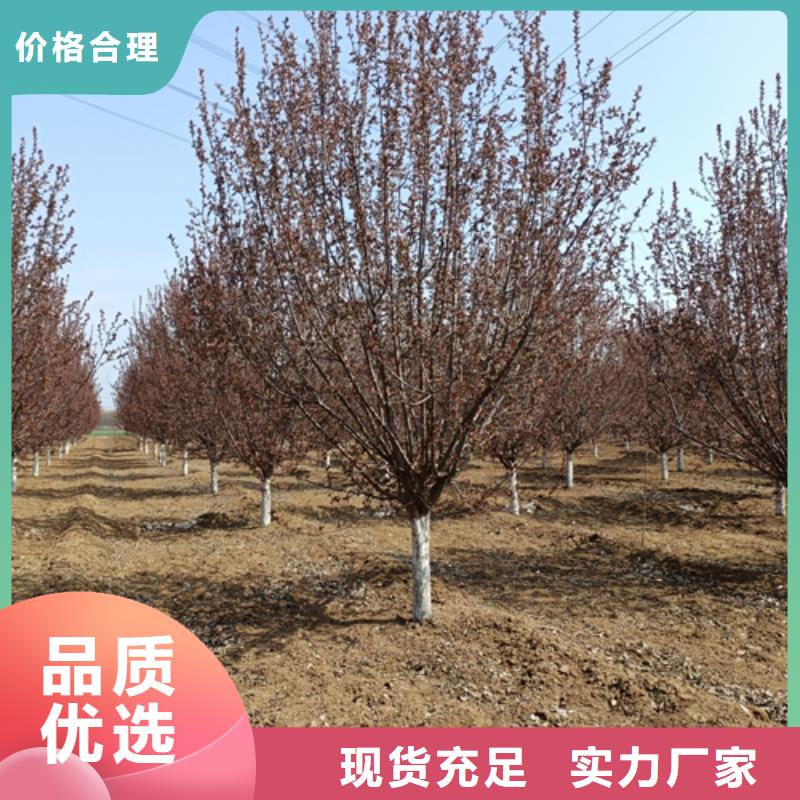 速生法桐-实力企业