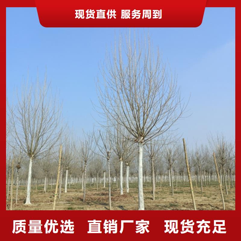 法桐价格承诺守信绿化苗木