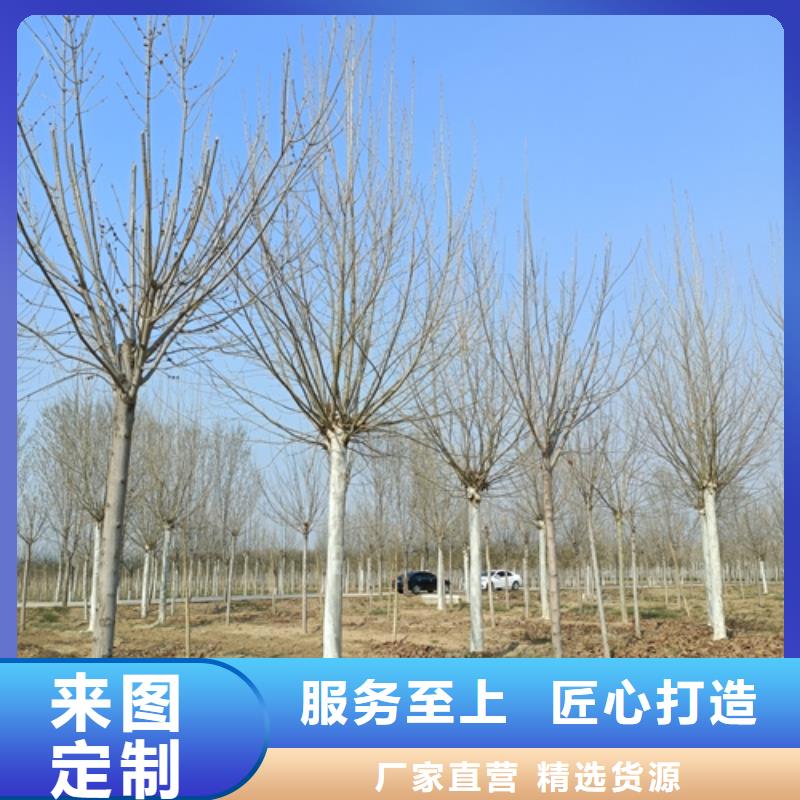 定做速生法桐的供货商
