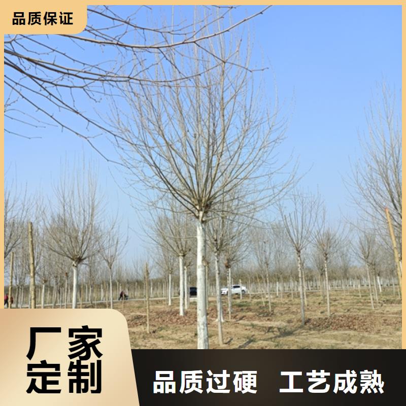 速生法桐价格