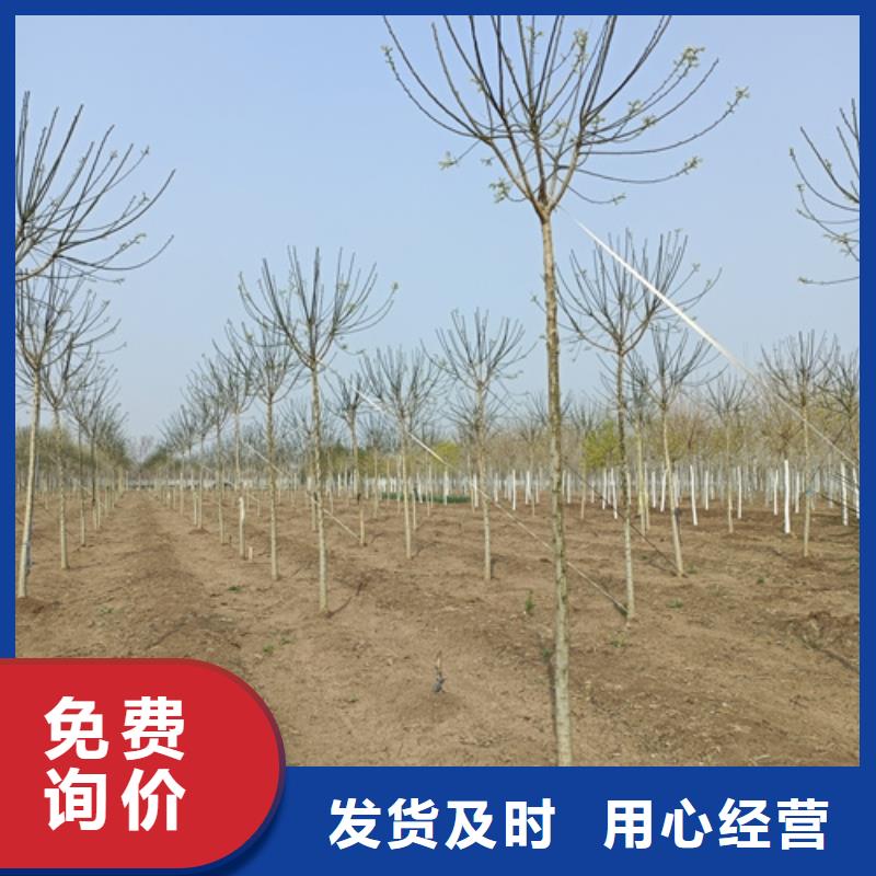 库存充足的法桐小苗厂家