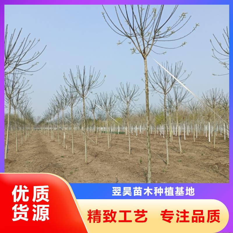 质量优的造型法桐现货厂家